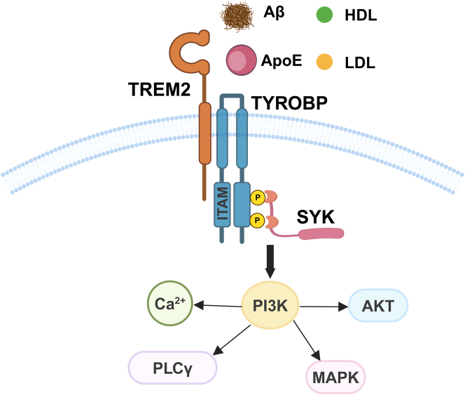 Immune cells in Alzheimer's disease: insights into pathogenesis and potential therapeutic targets.