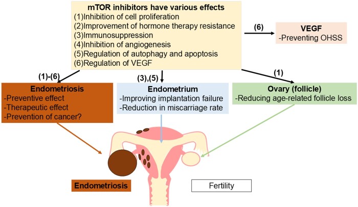 mTOR inhibitors as potential therapeutics for endometriosis: a narrative review.
