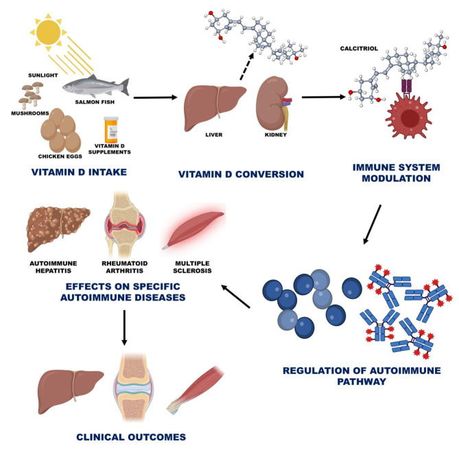 Micro nutrients as immunomodulators in the ageing population: a focus on inflammation and autoimmunity.