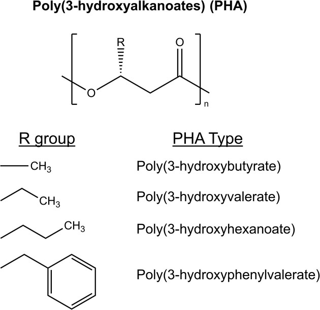 Purple non-sulfur bacteria for biotechnological applications.