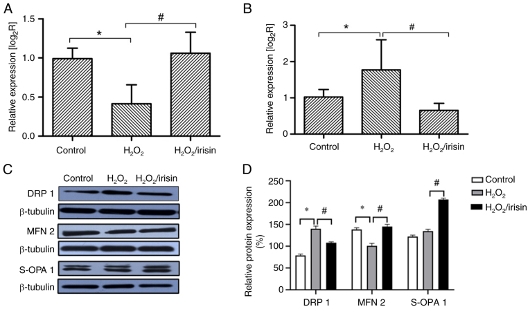Irisin improves ROS‑induced mitohormesis imbalance in H9c2 cells.