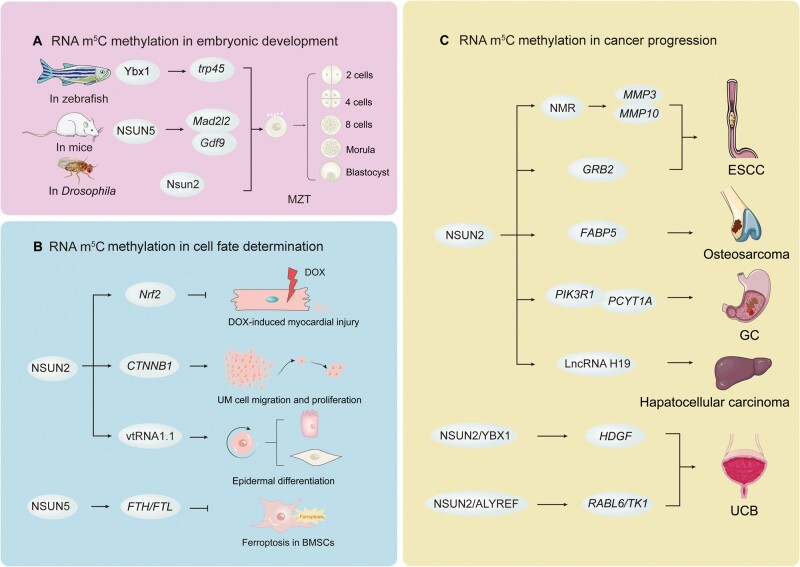 RNA 5-Methylcytosine Modification: Regulatory Molecules, Biological Functions, and Human Diseases.