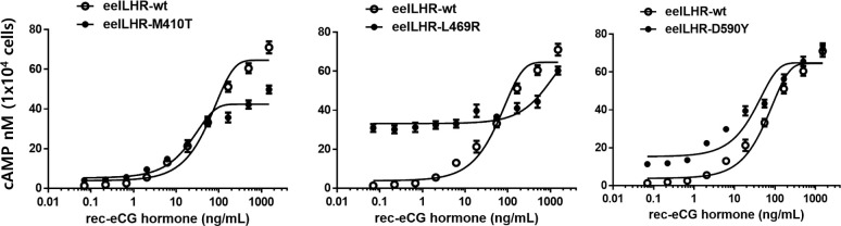 Signal Transduction of Constitutive Activating and Inactivating Eel Lutropin/Choriogonadotropin Receptor (Eel LH/CGR) Mutants by Recombinant Equine Chorionic Gonadotropin (Rec-eCG).