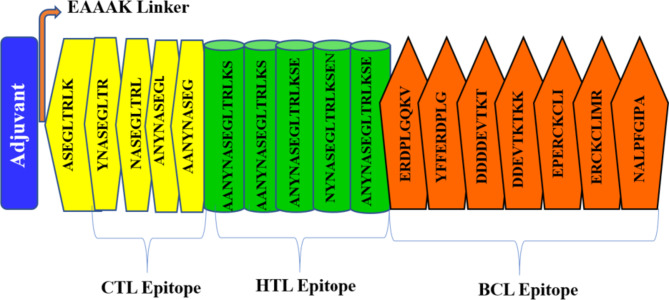 Designing multi-epitope vaccines against Echinococcus granulosus: an in-silico study using immuno-informatics.