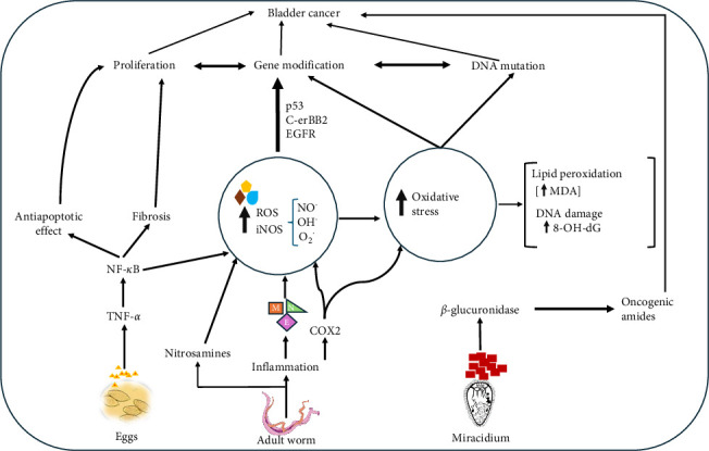 Oxidative Stress and Cancer Risk in Schistosomiasis.