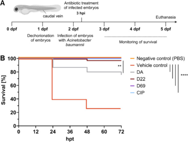 In Vivo Activity Profiling of Biosynthetic Darobactin D22 against Critical Gram-Negative Pathogens.