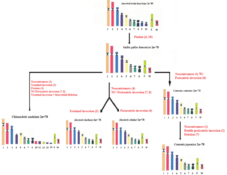 ﻿Highlighting chromosomal rearrangements of five species of Galliformes (Domestic fowl, Common and Japanese quail, Barbary and Chukar partridge) and the Houbara bustard, an endangered Otidiformes: banding cytogenetic is a powerful tool.