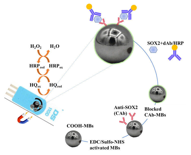 The magnetic beads-based sandwich-shaped immune complexes for rapid and sensitive amperometric detection of SOX2 protein.