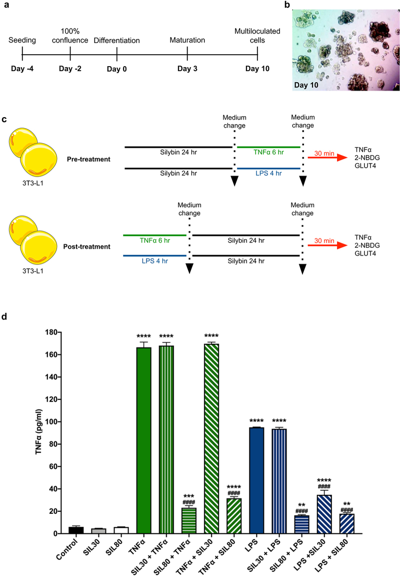 Silybin restores glucose uptake after tumour necrosis factor-alpha and lipopolysaccharide stimulation in 3T3-L1 adipocytes.