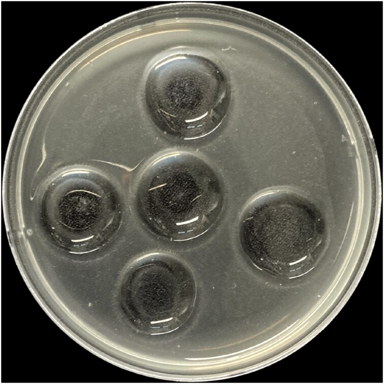 Pseudoalteromonas agarivorans-derived novel ulvan lyase of polysaccharide lyase family 40: Potential application of ulvan and partially hydrolyzed products in cosmetic industry.