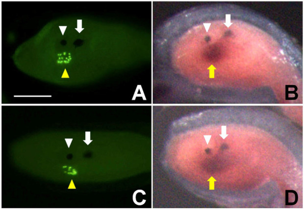 <i>PACRG</i> is Expressed on the Left Side of the Brain Vesicle in the Ascidian <i>Halocynthia</i> Larva.