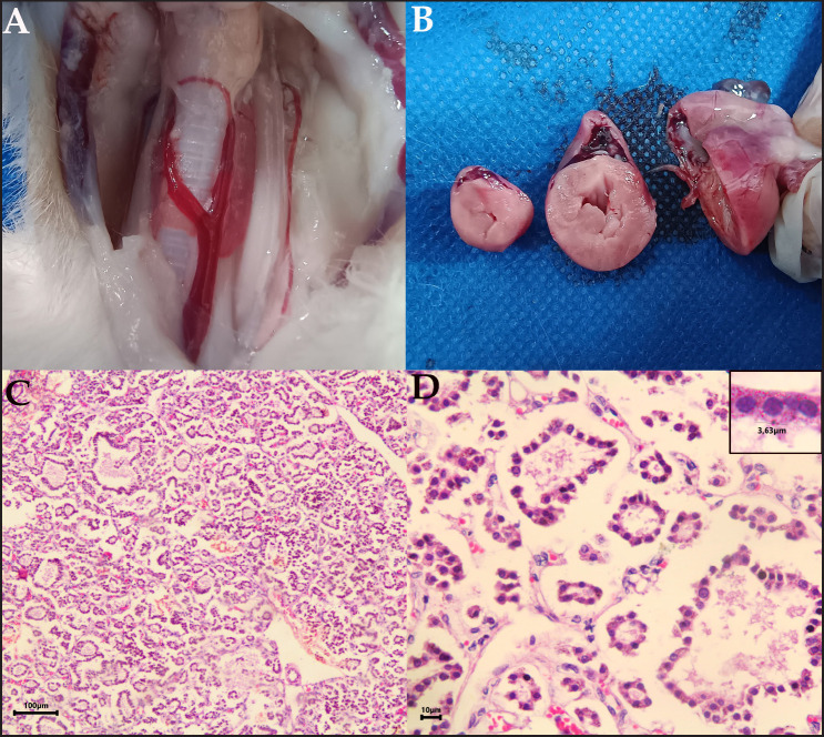 Molecular detection of a novel mutation in the <i>TPO</i> gene associated with congenital hypothyroidism in a cat: Case report.