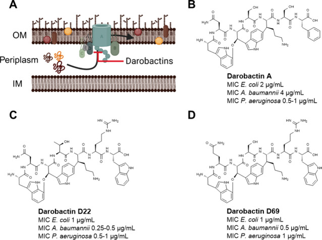In Vivo Activity Profiling of Biosynthetic Darobactin D22 against Critical Gram-Negative Pathogens.