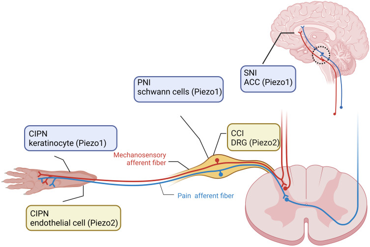 The Role of Mechanosensitive Piezo Channels in Chronic Pain.