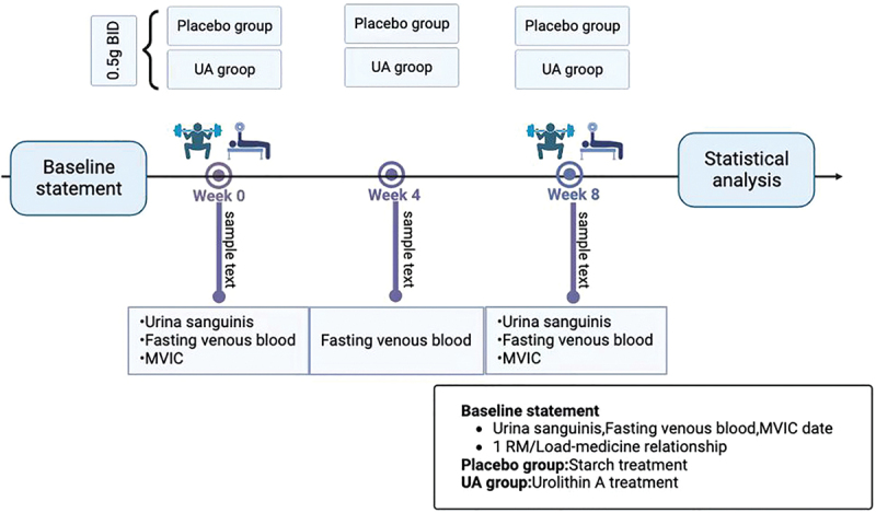 Assessment of Urolithin A effects on muscle endurance, strength, inflammation, oxidative stress, and protein metabolism in male athletes with resistance training: an 8-week randomized, double-blind, placebo-controlled study.