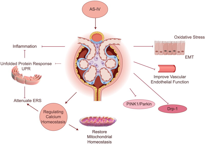 Advances in Traditional Chinese Medicine research in diabetic kidney disease treatment.