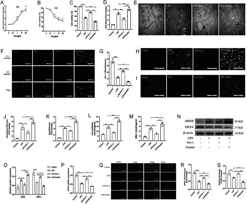 Dexmedetomidine inhibits ferroptosis and attenuates sepsis-induced acute kidney injury via activating the Nrf2/SLC7A11/FSP1/CoQ10 pathway.