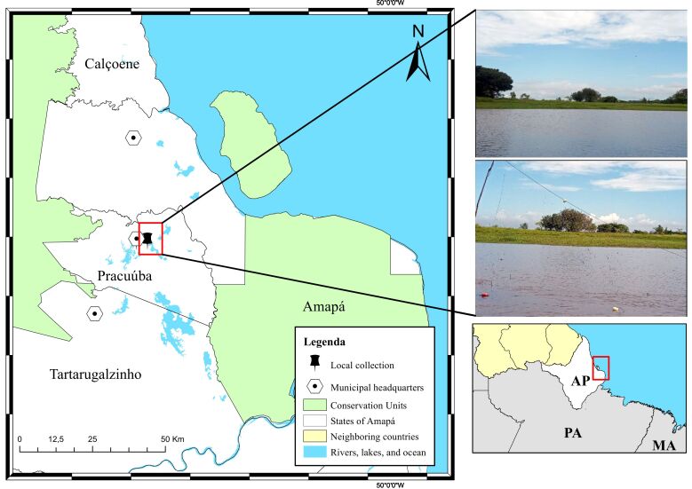 Morphological and histopathological description of Calyptospora sp. parasitism in Cichla monoculus Spix, 1929 (Osteichthyes, Cichlidae) from the lake region of Pracuúba-Amapá, Brazil.