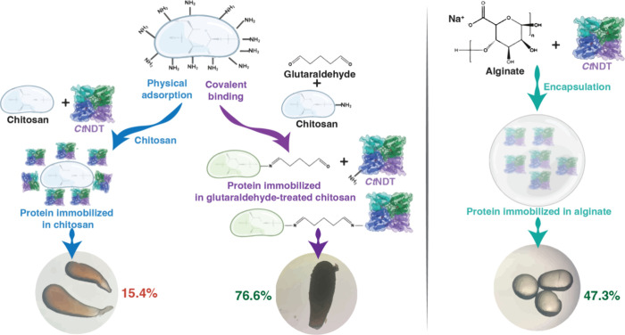 Immobilized Nucleoside 2'-Deoxyribosyltransferases from Extremophiles for Nucleoside Biocatalysis.