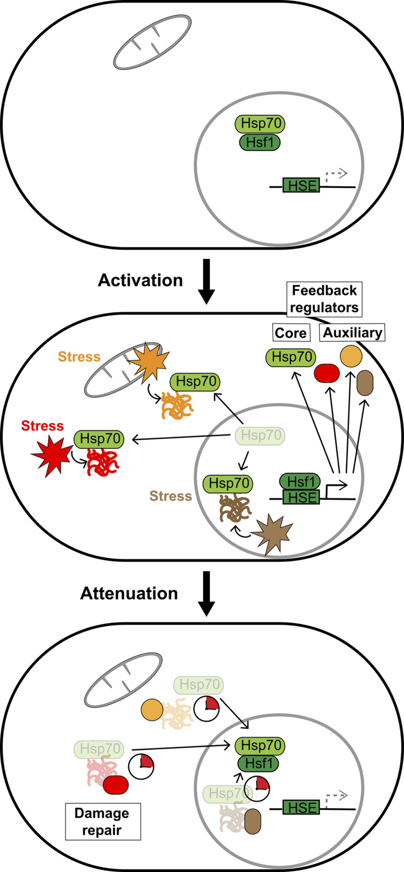 Fine-tuning stress responses by auxiliary feedback loops that sense damage repair.