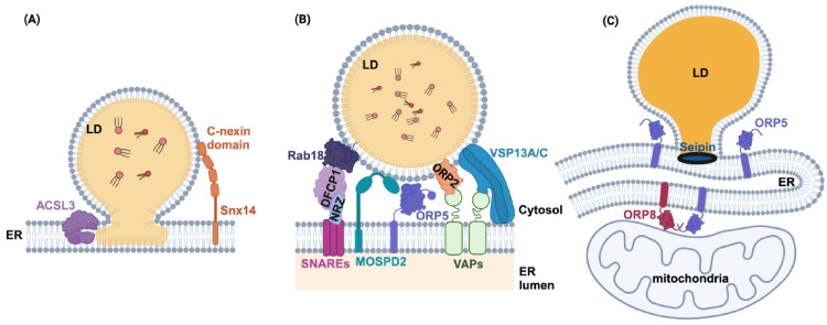 ER-LD Membrane Contact Sites: A Budding Area in the Pathogen Survival Strategy.