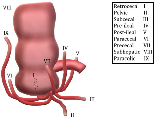 Anatomical Variations of the Vermiform Appendix.