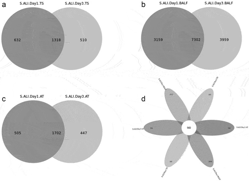 Throat microbiota drives alterations in pulmonary alveolar microbiota in patients with septic ARDS.