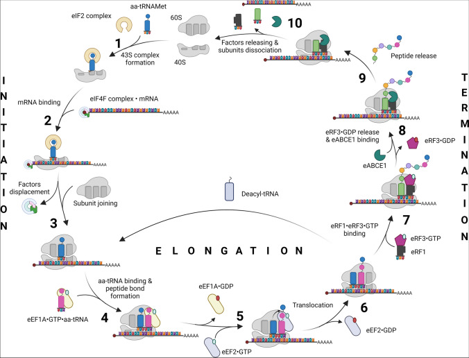 Ribosomal rodeo: wrangling translational machinery in gynecologic tumors.