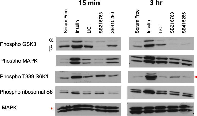 Correction: Glycogen Synthase Kinase-3 regulates IGFBP-1 gene transcription through the Thymine-rich Insulin Response Element.