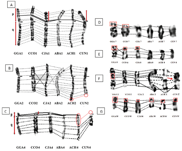 ﻿Highlighting chromosomal rearrangements of five species of Galliformes (Domestic fowl, Common and Japanese quail, Barbary and Chukar partridge) and the Houbara bustard, an endangered Otidiformes: banding cytogenetic is a powerful tool.