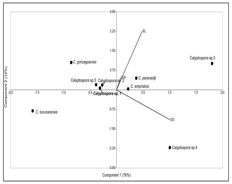 Morphological and histopathological description of Calyptospora sp. parasitism in Cichla monoculus Spix, 1929 (Osteichthyes, Cichlidae) from the lake region of Pracuúba-Amapá, Brazil.