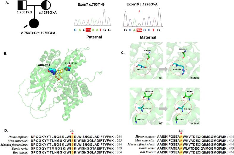 Genetic analyses of very long-chain acyl-coenzyme A dehydrogenase deficiency: A case report with a novel ACADVL variant