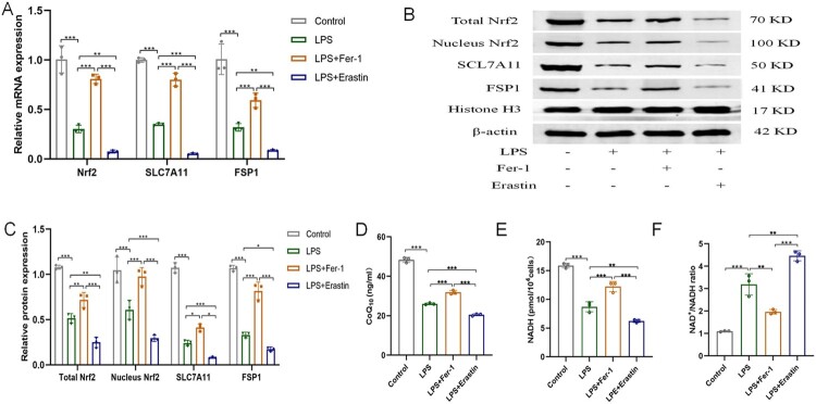 Dexmedetomidine inhibits ferroptosis and attenuates sepsis-induced acute kidney injury via activating the Nrf2/SLC7A11/FSP1/CoQ10 pathway.