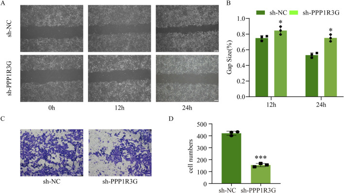 Corrigendum: Decreased PPP1R3G in pre-eclampsia impairs human trophoblast invasion and migration via Akt/MMP-9 signaling pathway.