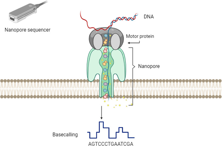 Shedding light on DNA methylation and its clinical implications: the impact of long-read-based nanopore technology.