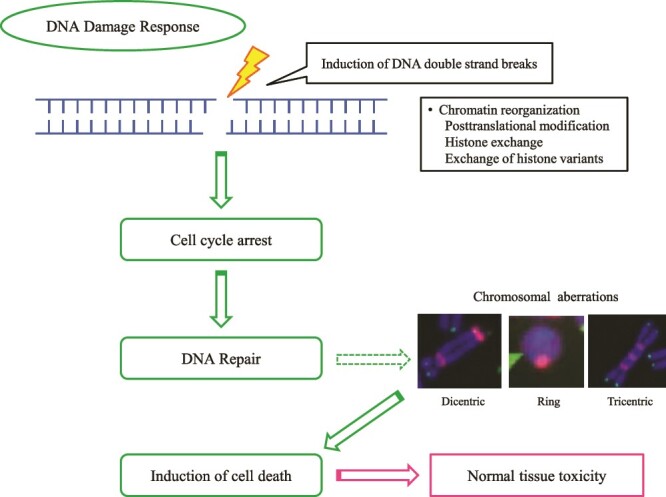 DNA double-strand break repair capacity and normal tissue toxicity induced by radiotherapy.