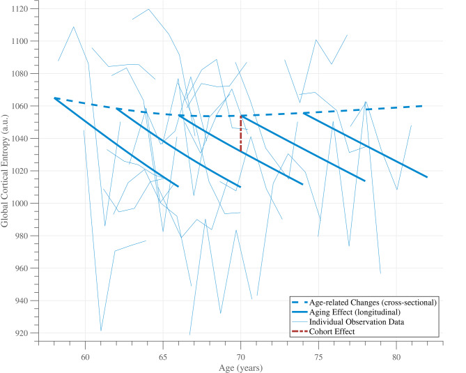 Older is order: entropy reduction in cortical spontaneous activity marks healthy aging.
