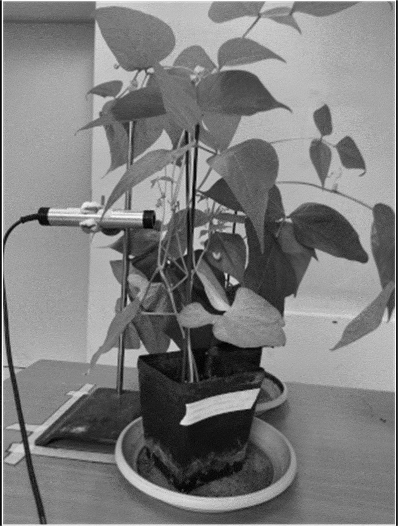 Plant ultrasound detection: a cost-effective method for identifying plant ultrasonic emissions.