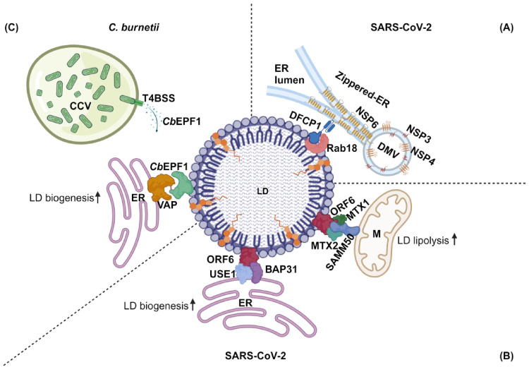 ER-LD Membrane Contact Sites: A Budding Area in the Pathogen Survival Strategy.