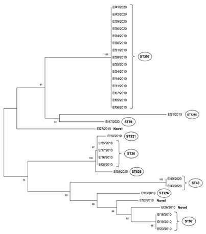 Diversity of Endodontic Enterococcus faecalis from Brazil with a High Occurrence of the ST 397 Clone.