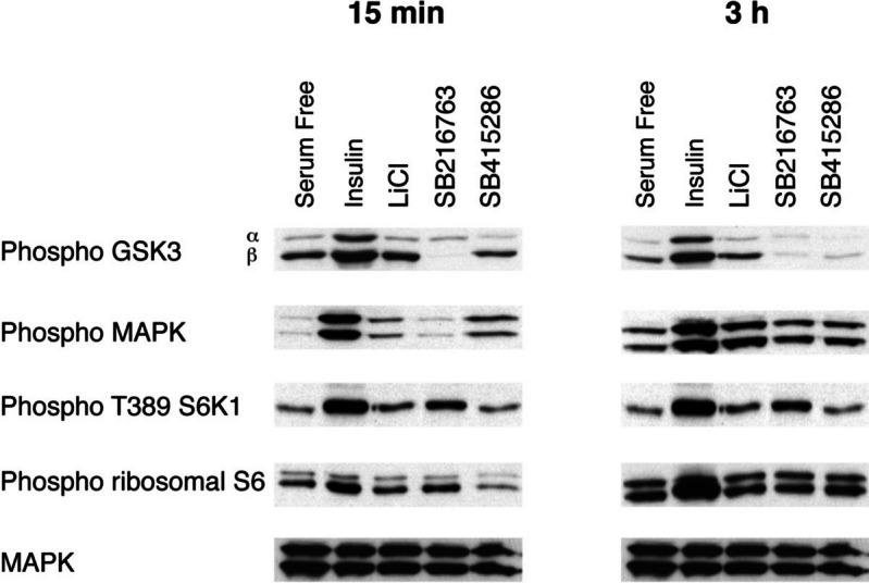 Correction: Glycogen Synthase Kinase-3 regulates IGFBP-1 gene transcription through the Thymine-rich Insulin Response Element.