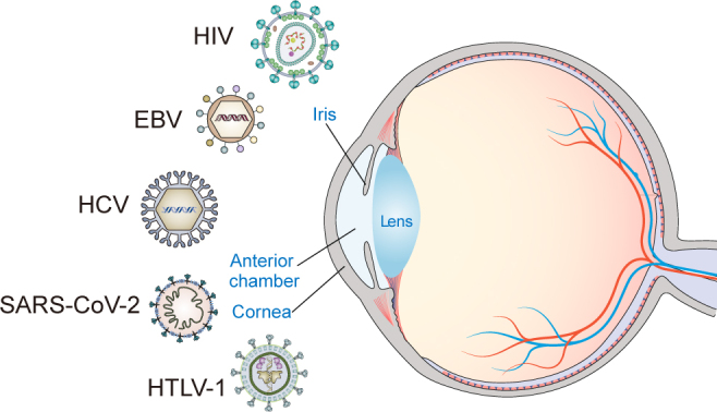 Dry eye disease caused by viral infection: Past, present and future.
