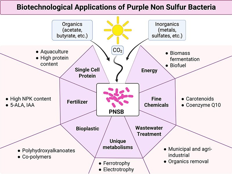Purple non-sulfur bacteria for biotechnological applications.