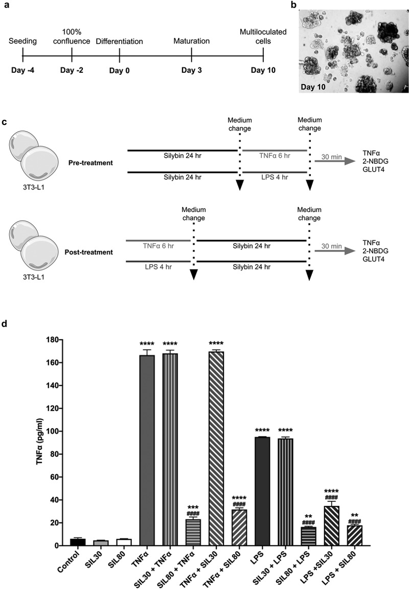 Silybin restores glucose uptake after tumour necrosis factor-alpha and lipopolysaccharide stimulation in 3T3-L1 adipocytes.