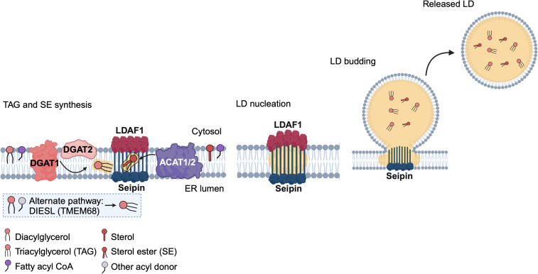 ER-LD Membrane Contact Sites: A Budding Area in the Pathogen Survival Strategy.