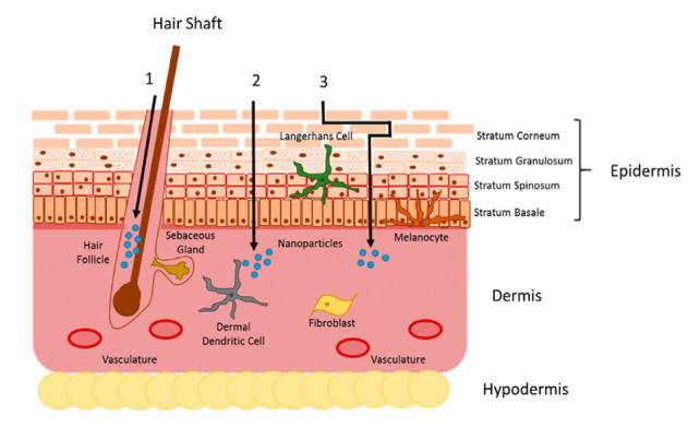 Herbal nanoemulsions in cosmetic science: A comprehensive review of design, preparation, formulation, and characterization.