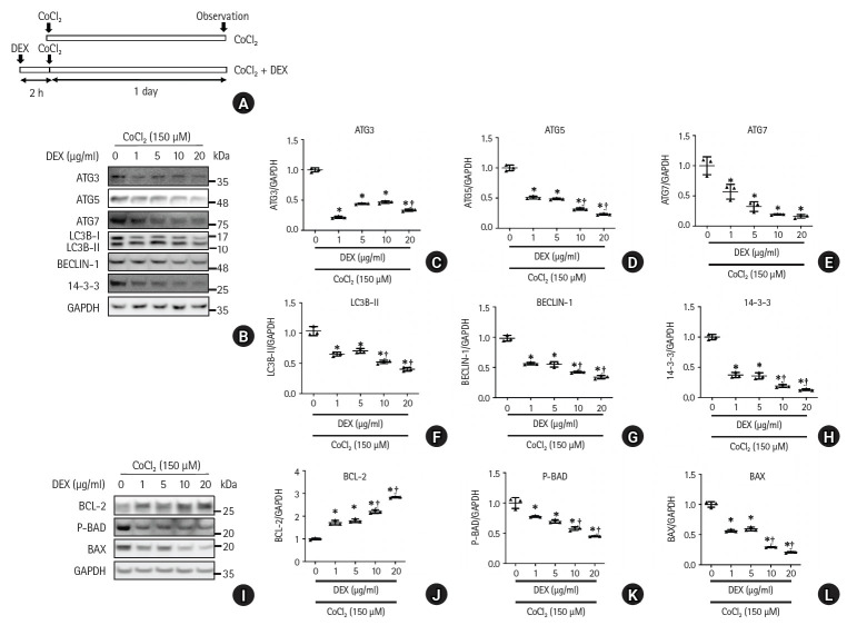 Dexmedetomidine alleviates CoCl2-induced hypoxic cellular damage in INS-1 cells by regulating autophagy.