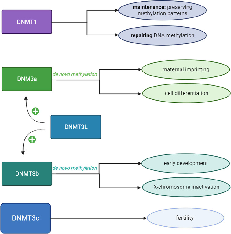 Shedding light on DNA methylation and its clinical implications: the impact of long-read-based nanopore technology.
