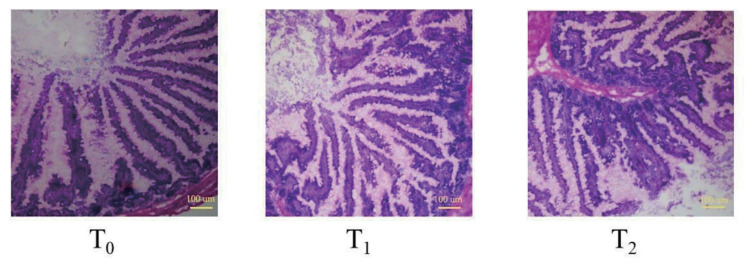 Dietary Mulberry leaf 1-deoxynijirimycin supplementation shortens villus height and improves intestinal barrier in fattening rabbits.