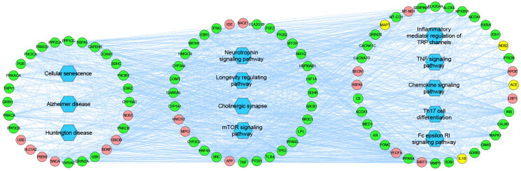 Integrating network pharmacology and experimental validation to investigate the effects and mechanism of Renshen Shouwu decoction for ameliorating Alzheimer's disease.
